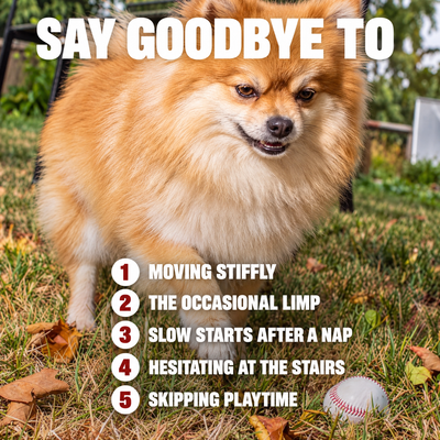 Say goodbye to moving stiffly, the occasional limp, slow starts, hesitating at the stairs and skipping playtime