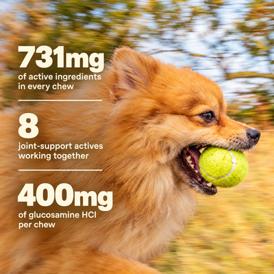 731mg of active ingredients, 8 actives and 400mg glucosamine HCl in every chew