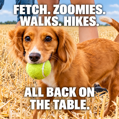 Fetch, zoomies, walks, hikes: all back on the table