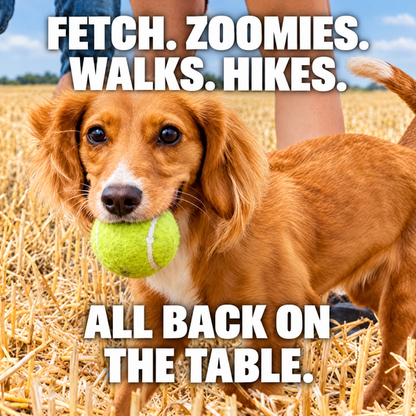 Fetch, zoomies, walks, hikes: all back on the table