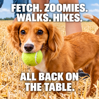 Fetch, zoomies, walks, hikes: all back on the table