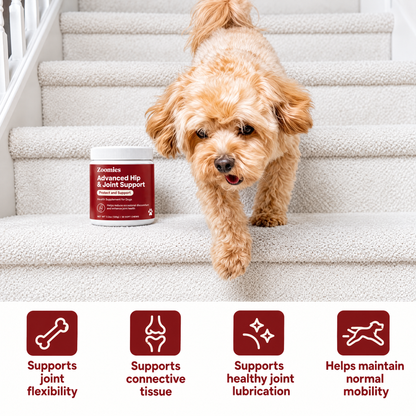 Dog walking down the stairs: supports joint flexibility, connective tissue, joint lubrication and normal mobility