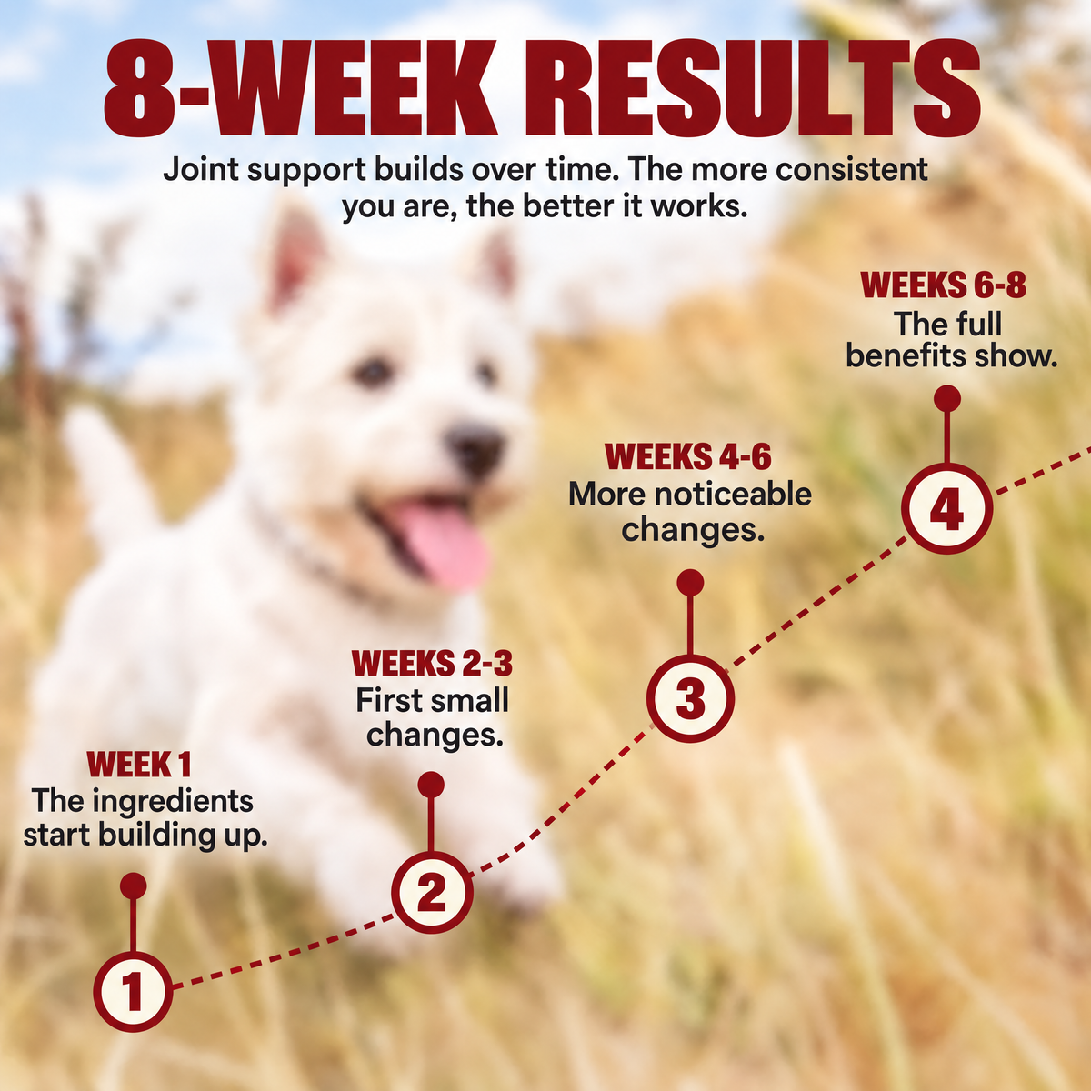 8-week results timeline for Zoomies Hip and Joint Chews